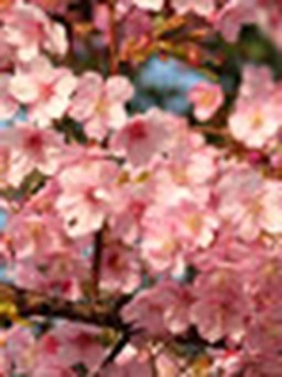 Ngắm hoa đào nở sớm ở Tokyo
